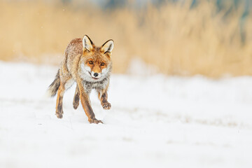 male red fox (Vulpes vulpes) beautiful portrait in the snow