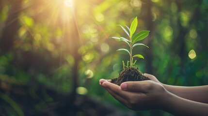 Hands Holding a Small Sapling in a Forest With Sunlight