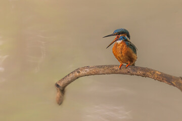 female Eurasian kingfisher (Alcedo atthis) screaming at the branches over the water