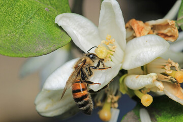 honey bee photo in natural pumpkin flower