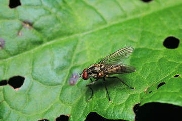 macro photo of housefly facing back