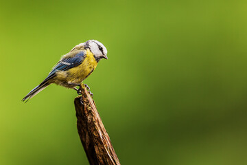 Eurasian blue tit (Cyanistes caeruleus)