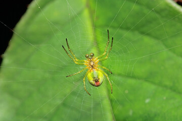 araniella cucurbitina green spider macro photo