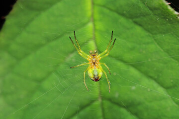 araniella cucurbitina green spider macro photo