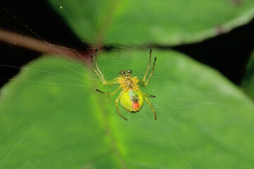 araniella cucurbitina green spider macro photo