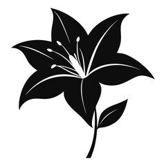 black and white lily