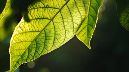 Leaf with sunlight filtering through