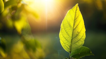 Leaf with sunlight filtering through