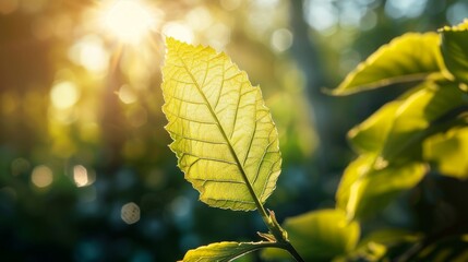 Obraz premium Leaf with sunlight filtering through