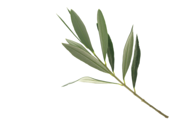 Olive tree, twigs with fresh green leaves flying isolated on white, clipping	