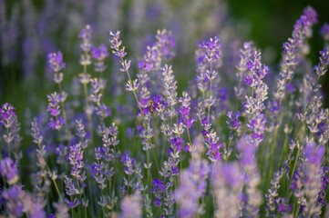 Obraz premium Blooming Lavender Flowers. Soft Focused Purple Lavender Flowers with Copy space. Summer Scene Background.