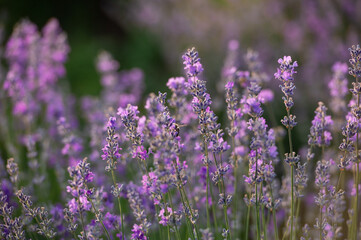 Naklejka premium Lavender field in the summertime 