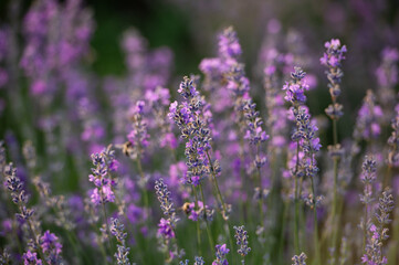 Naklejka premium Lilac lavender flowers on a blurred background, close-up. 