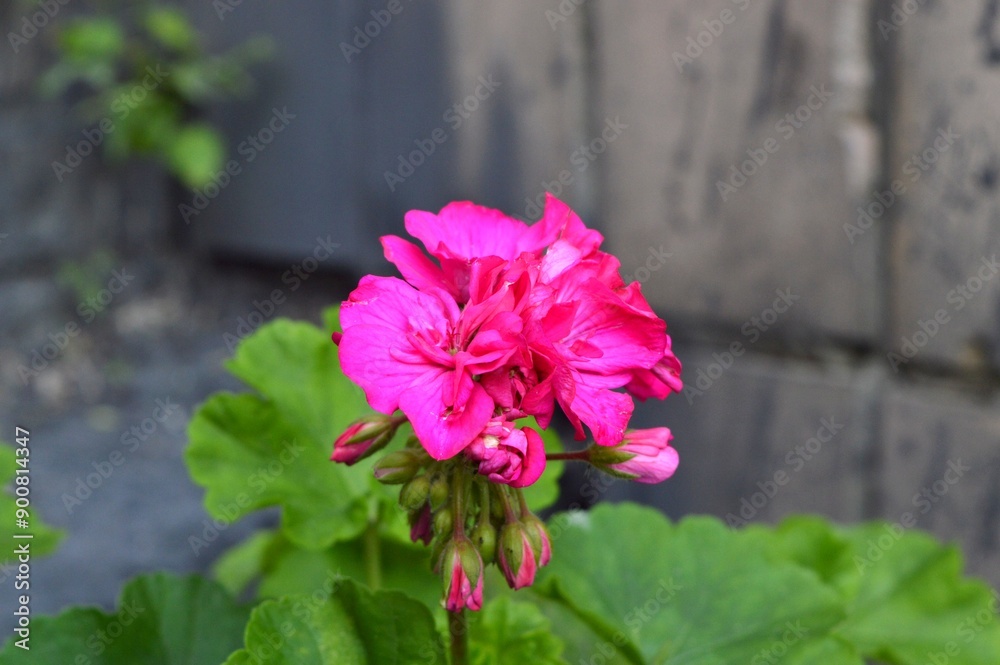 Wall mural pink flowers