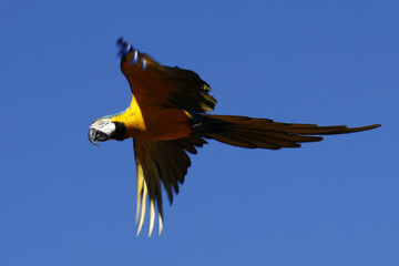 Araras de Caldas Novas - GO 