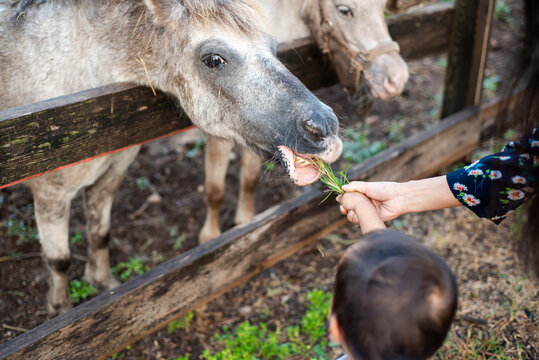 Rear view Asian mom and baby boy feeding grass to grey horse in nylon halter throat snap over farm wooden fence of rural area in San Antonio, Texas, petting zoo animal therapy care concept
