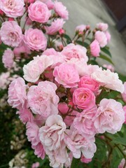 bouquet of roses