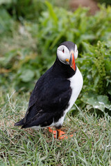 puffin