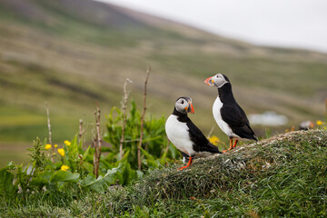 puffin