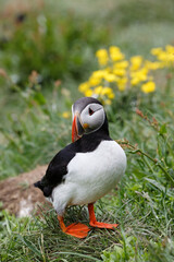 puffin