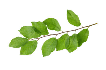 Plum tree branch with green leaves isolated on white