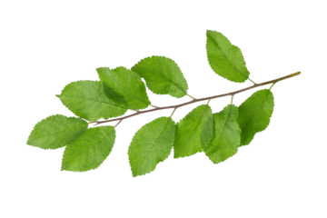 Plum tree branch with green leaves isolated on white