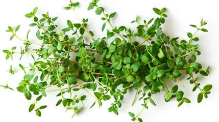 Close-up image of fresh thyme sprigs laid out on a white background, showcasing their vibrant green color and detailed texture, perfect for culinary and herbal use.