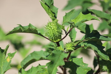 Datura stramonium. Hallucinogen plant Devil's Trumpet, also called Jimsonweed.