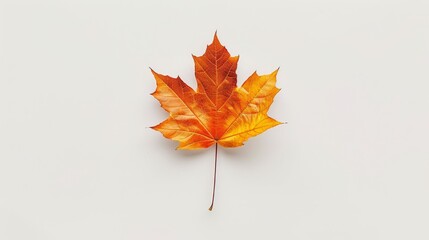Single maple leaf on white background