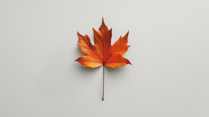 Single maple leaf on white background