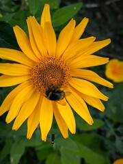 flower, sunflower, yellow, nature, plant, summer, garden, flowers, sun, blossom, flora, petal, petals, macro, beauty, closeup, bloom, bright, orange, floral, field, daisy, beautiful, spring, agricultu