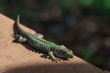 Sicilian wall lizard or Podarcis waglerianus on wooden planks