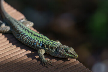 Sicilian wall lizard or Podarcis waglerianus on wooden planks