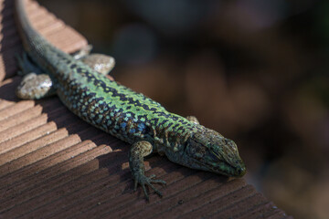Sicilian wall lizard or Podarcis waglerianus on wooden planks
