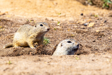 Two European ground squirrels, one peeking from its burrow and another standing guard, are captured in a moment of vigilance on a sunny day.