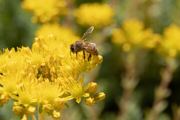 Bees on yellow flowers - summer season