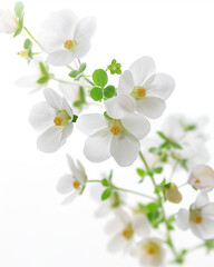 Fototapeta premium White Flowers with Green Leaves on White Background