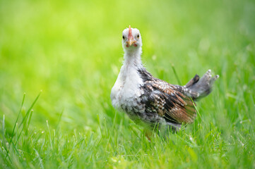 Baby chicken walking in the grass. Young Chicken Outdoors in Summer