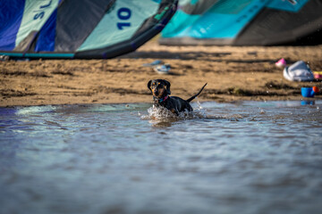 dog playing in water. Croatia