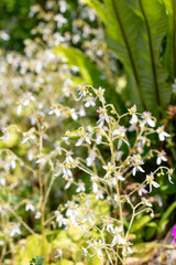 Close up of creeping saxifrage (saxifraga stolonifera) flowers in bloom