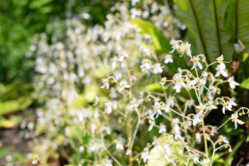 Close up of creeping saxifrage (saxifraga stolonifera) flowers in bloom