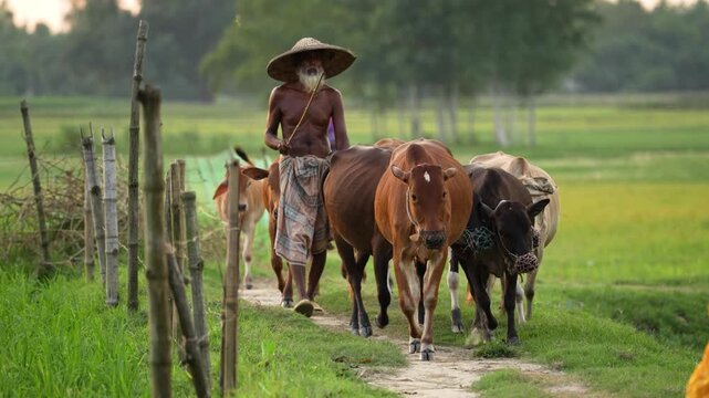 Village people in Bangladesh herd cattle through fields, showcasing the simplicity and beauty of rural life. This scene captures the essence of daily routines and the strong connection to nature