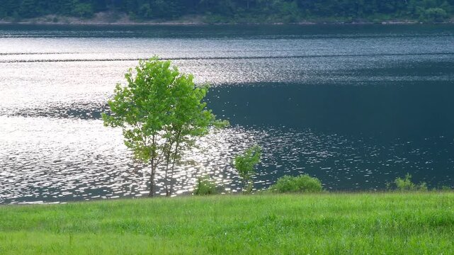 Stuning sunlight reflecting on lakes surface, selective focus bokeh natural background, rel time video