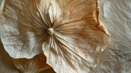 Single dried flower petal