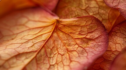 Obraz premium Single dried flower petal