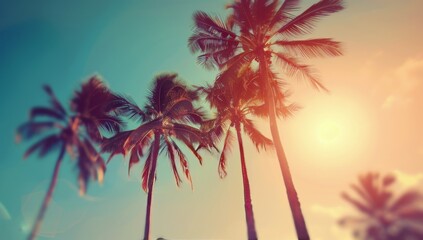 Obraz premium Palm Trees Silhouette Against Sunny Sky