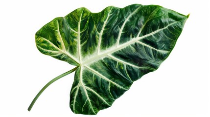 Obraz premium This stock image features an exotic leaf with bold white veins set against a deep green backdrop. Ideal for botanical, exotic plant, and decorative design uses.