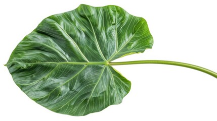 Obraz premium This image showcases a large green leaf with intricate veining and a glossy texture, highlighting the natural beauty and intricate design of plant leaves in close-up detail.