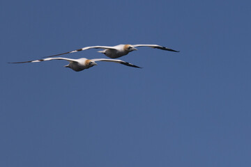 Pair of Ganets in Flight