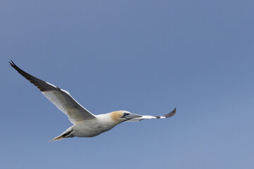 Gannet in Flight